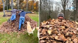 Humans Jump Into Leaves With Dogs