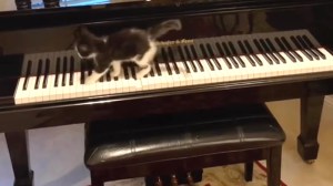 Kitten Plays Entertainer Walking Across Piano