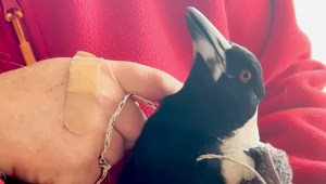 Magpie Visits Woman