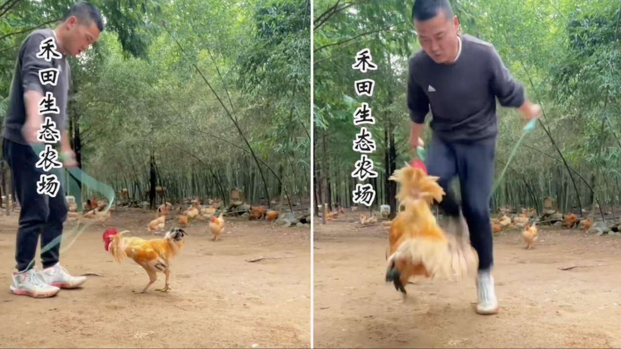 Man Jumps Rope With a Rooster