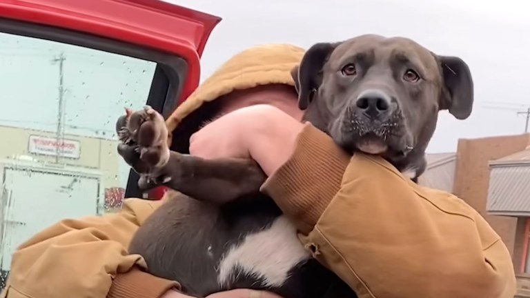 Man Rescues Every Stray Dog