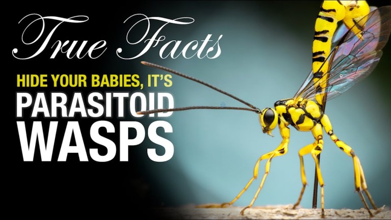 Parasitoid Wasp Parenting Skills