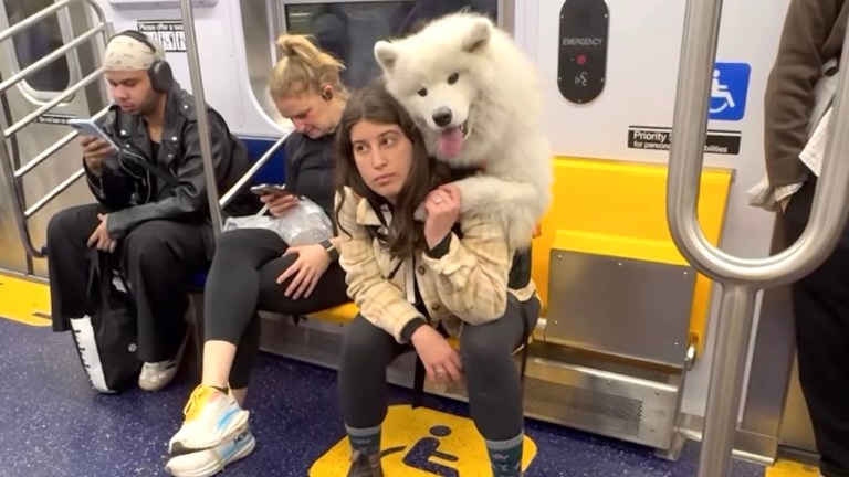 Samoyed Rides Subway