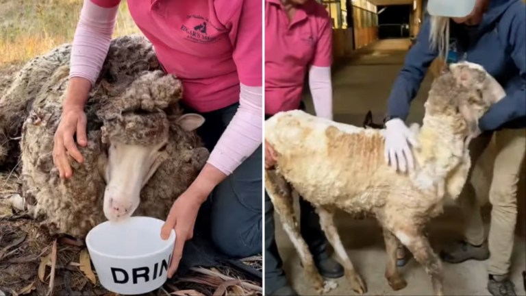 Sheep 88 Pound Wool Haircut