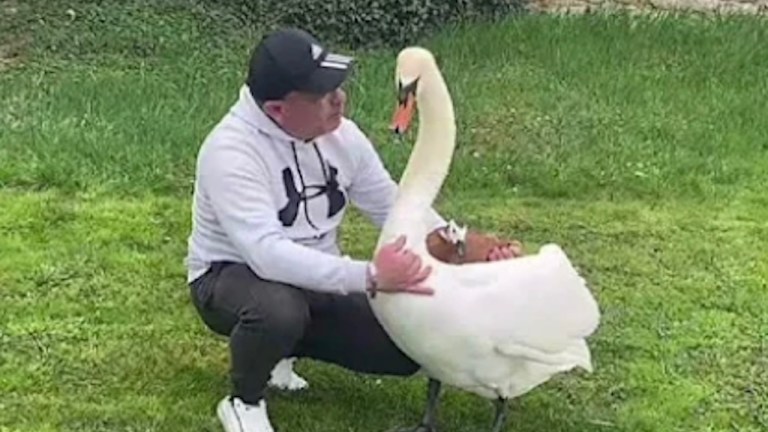 Swan and Human