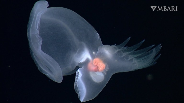 Swimming Sea Slug