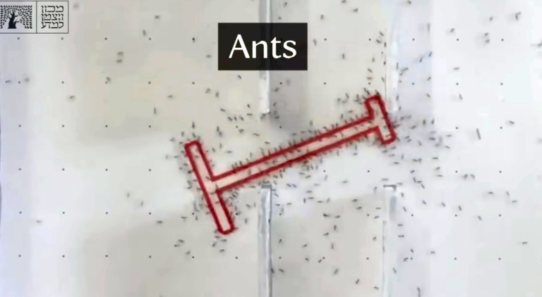 Ants Solve Piano Mover's Puzzle