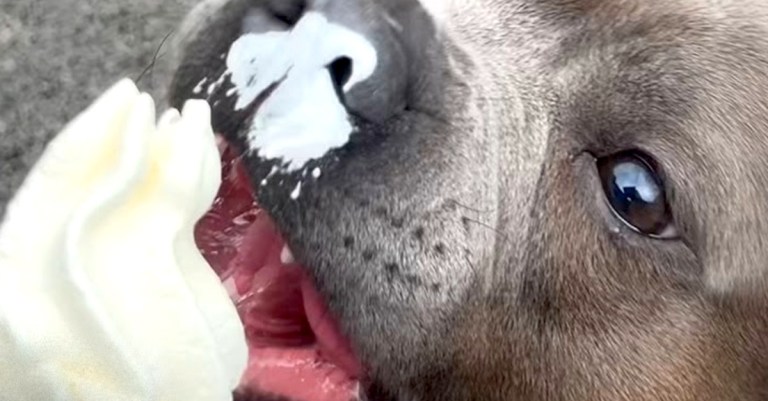 Dog Eats Ice Cream