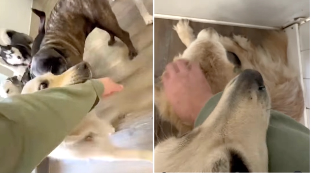 Insistent Dog Takes Daycare Worker By the Arm to Lead Him to His Sleeping Sister to Be Petted