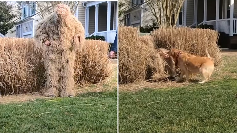 Ghillie Suit Hide and Seek With Dog