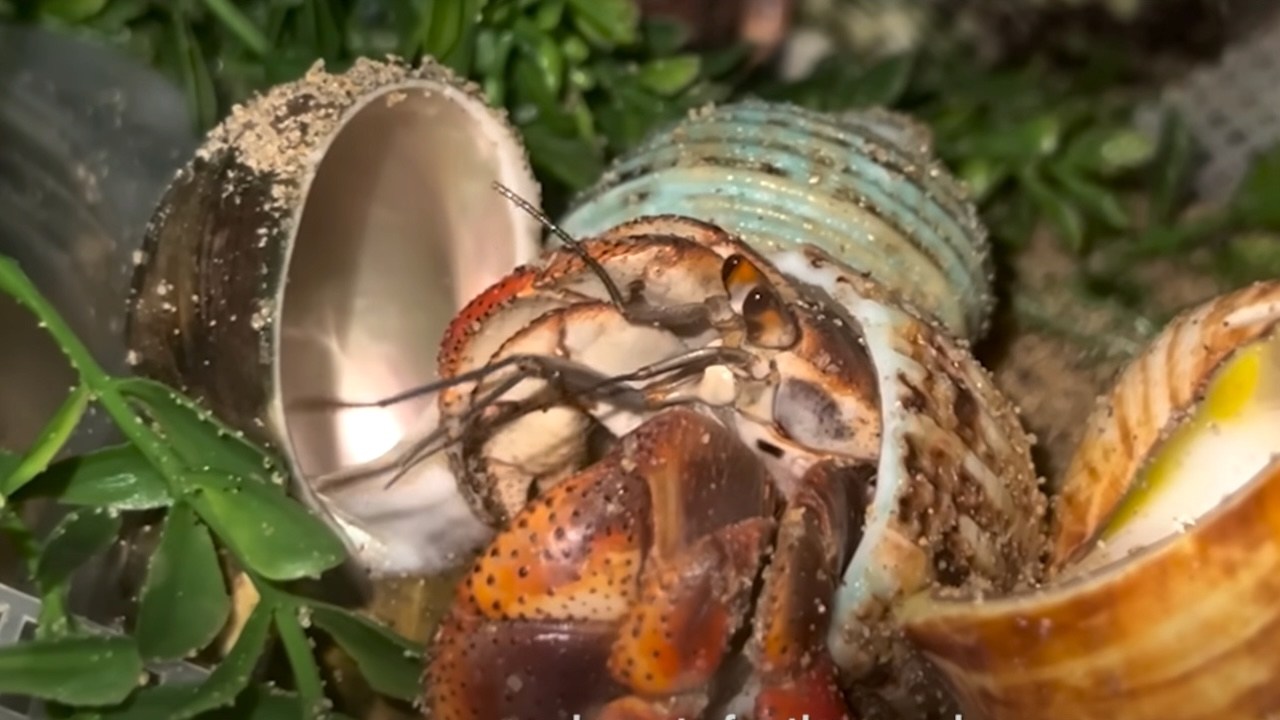 Four Rescued Hermit Crabs Shop for Brand New Shells
