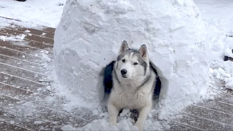 Igloo for Husky