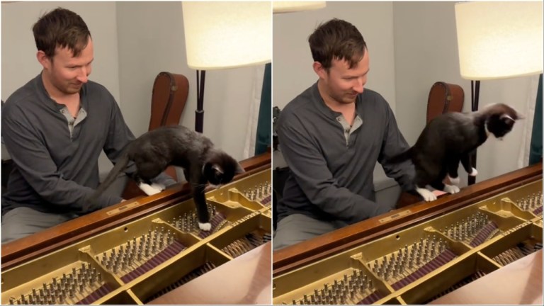 Kitten Jumps at Piano Chord