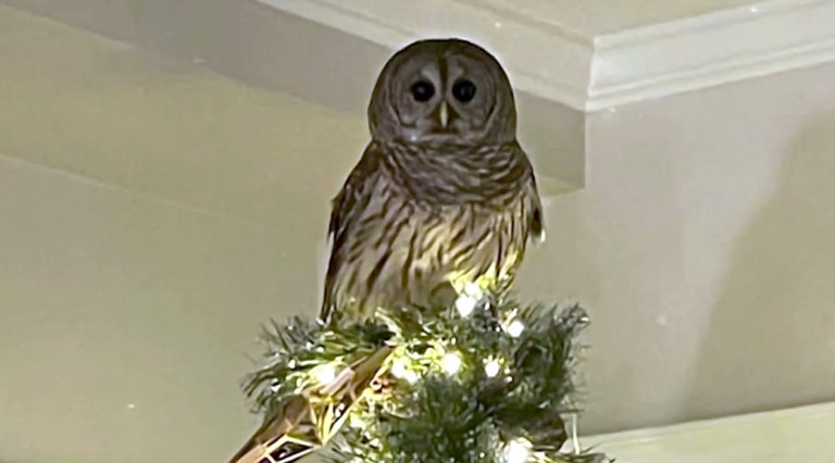 Owl Lands on Christmas Tree