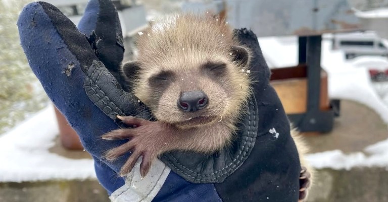 Rescued Raccoon Baby