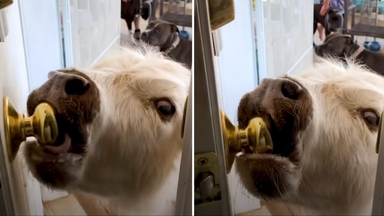 Baby Cow Breaks Into House