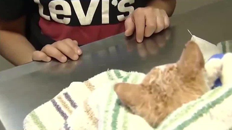 Boy Save Kitten With Skateboard