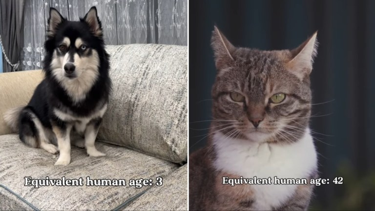 Dog Cat Difference