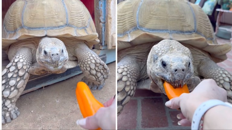 Evacuating Giant Tortoise