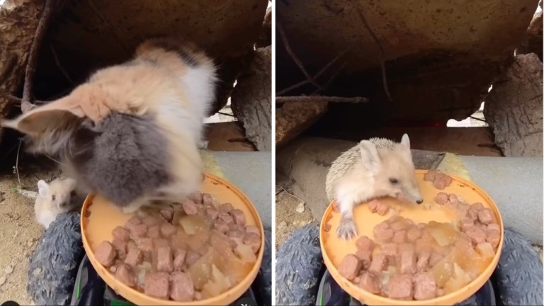 Hungry Hedgehog Cat Food