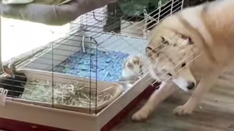 Husky Breaks Into Bunny Cage