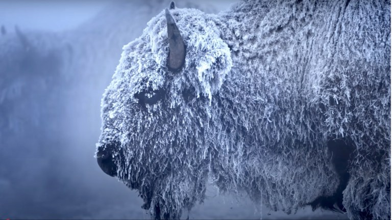 Minus 37 F Yellowstone Park Bison