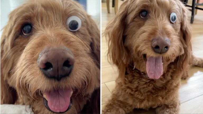 Replacing Dogs Missing Eye With Googly Eye