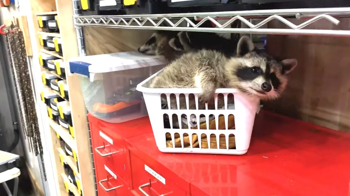 Sleepy Raccoon in Garage