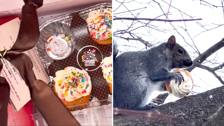 Squirrel Steals Cupcake