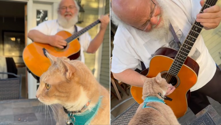 Kyle Gass Cat Beach Boys