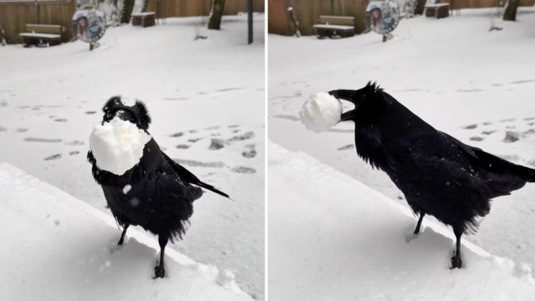 Raven Catches Snowball With Beak