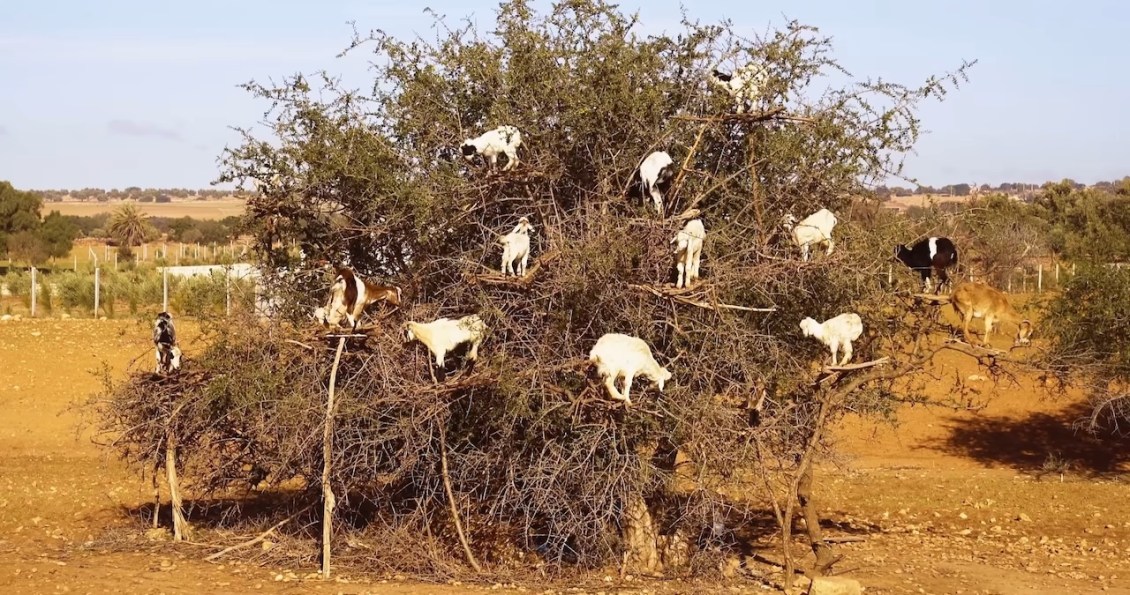 Tree-Climbing-Goats-Morocco-.jpg?w=1130