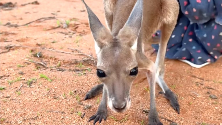 Orphaned Baby Kangaroo First Steps on Ground