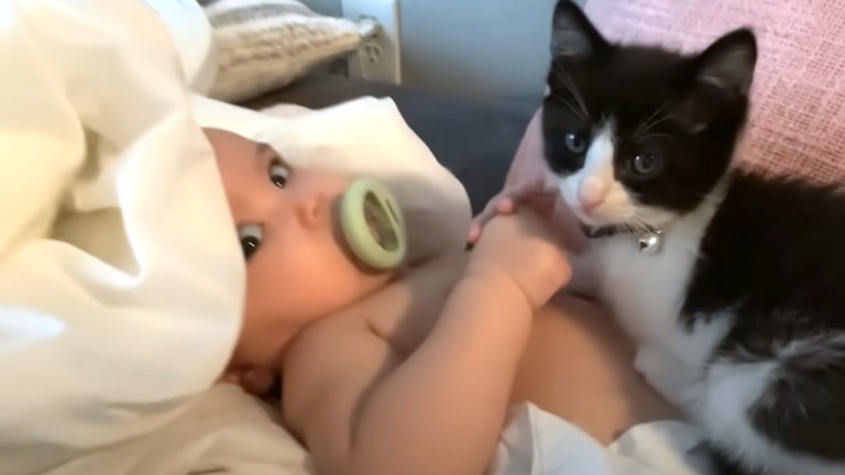 Kitten Saves Baby