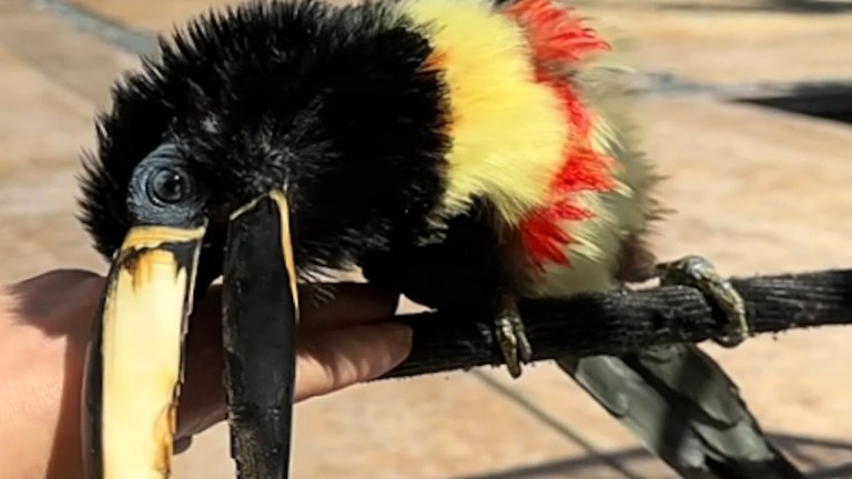Aracari Toucan Belly Rubs
