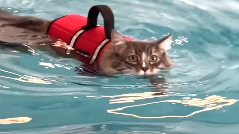Cat Learns to Swim to Walk