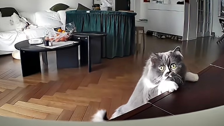 Cat Reaction to Human Voice Surveillance Camera