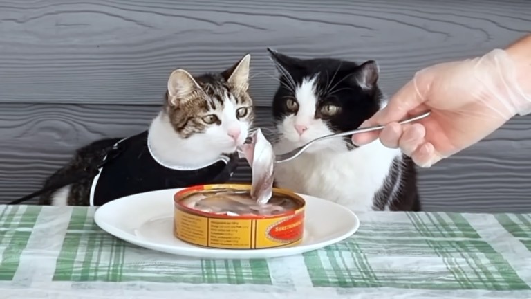 Cats Try Surstromming Stinkiest Fish