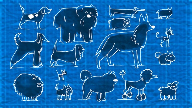 Dog Breed Personality