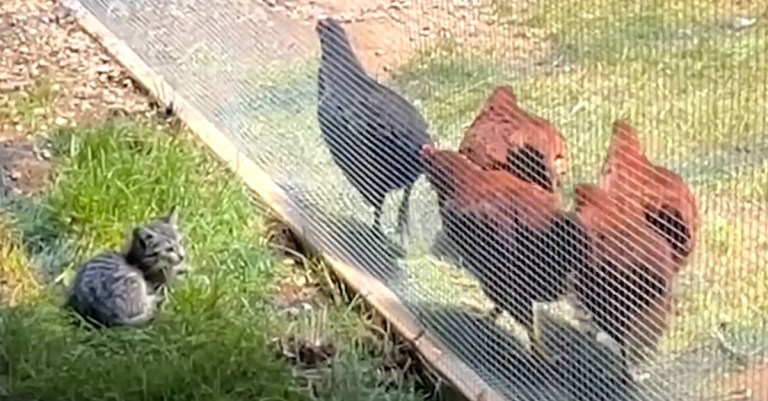 Kitten Emotional Support Chickens