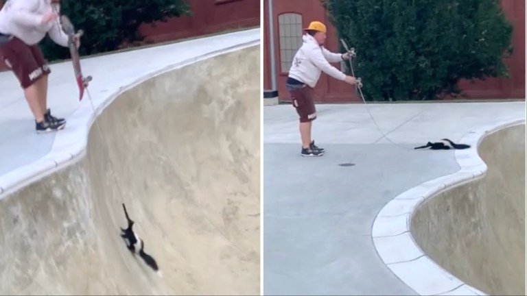 Skunk Skateboard Rescue