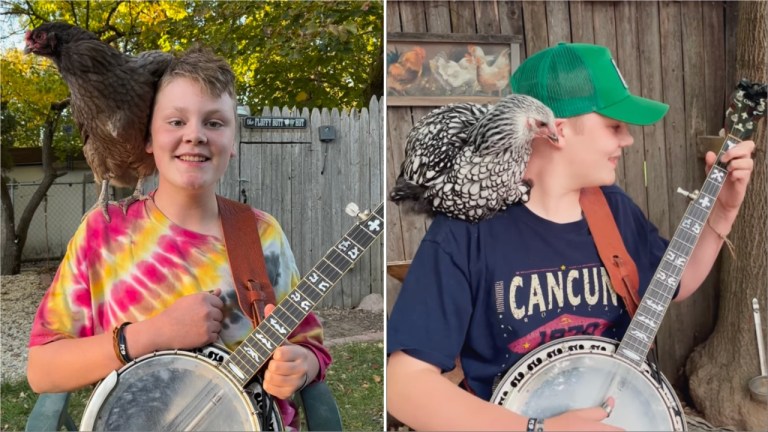 Pickin with a Chicken