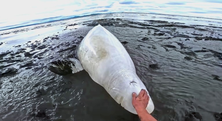 Rescuing Beached Beluga Whale