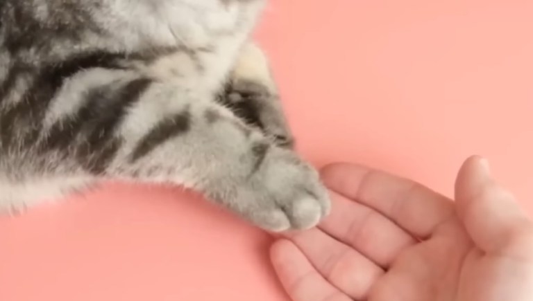 Cat Touching Human