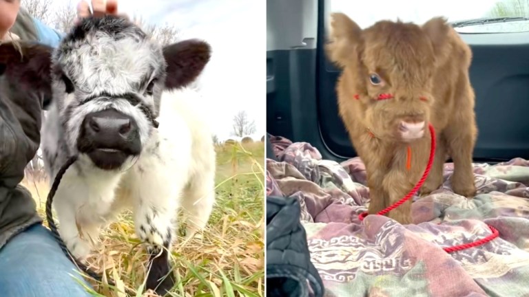 Mini Highland Cows Being Cute