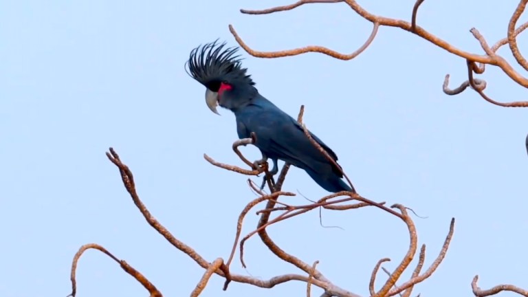 Palm Cockatoo Drumming