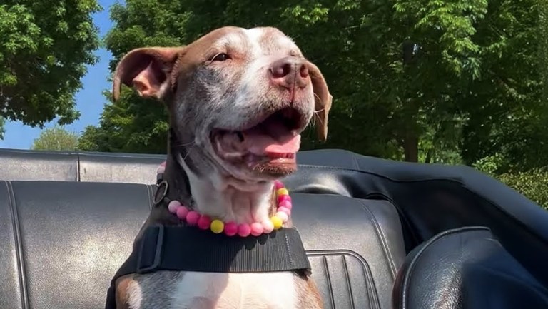 Pit Bull Bucket List