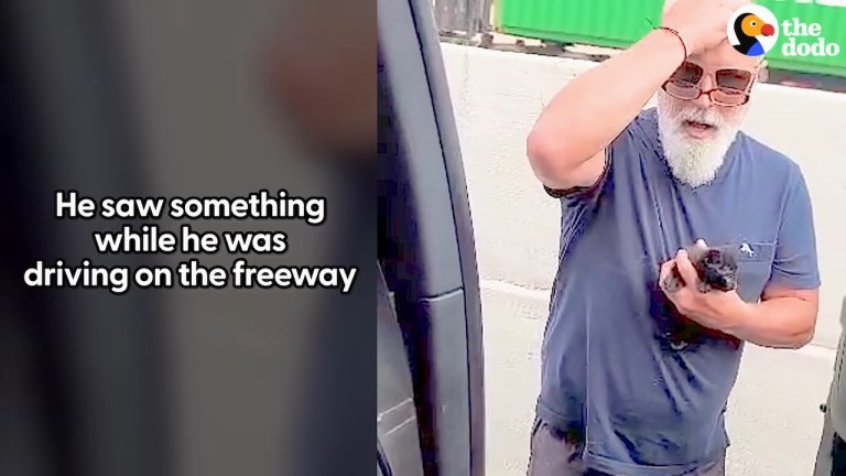 Rescuing Tiny Kitten on the Highway