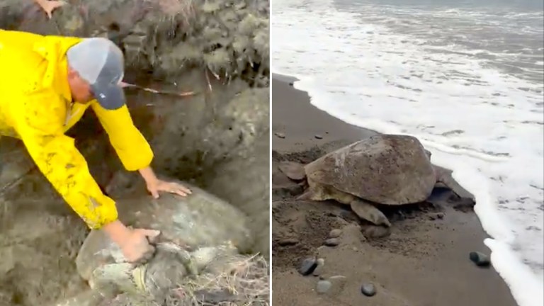 Trapped Sea Turtle Sea Return