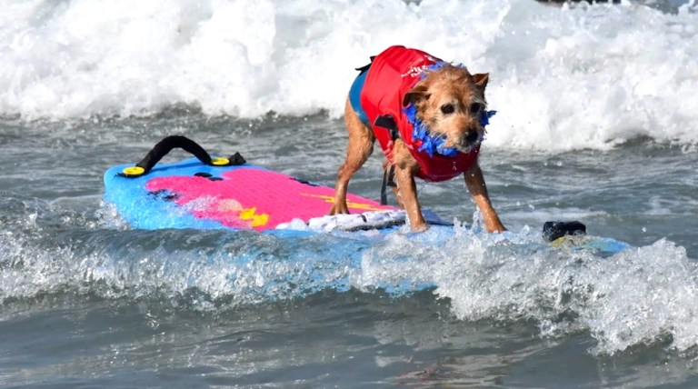 Wave Surfing Dog